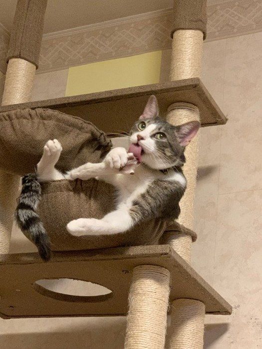 キャットタワーでくつろぐ猫