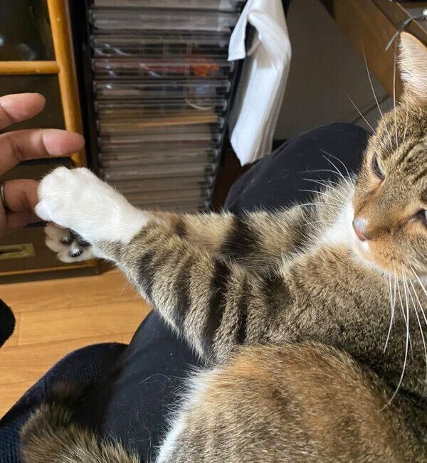 プロの対応を見せるねこじろうくん