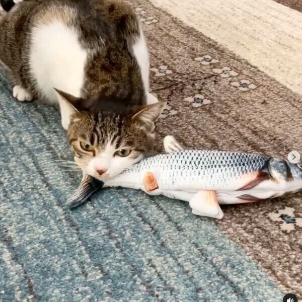 動く魚のおもちゃで遊ぶあずきちゃん