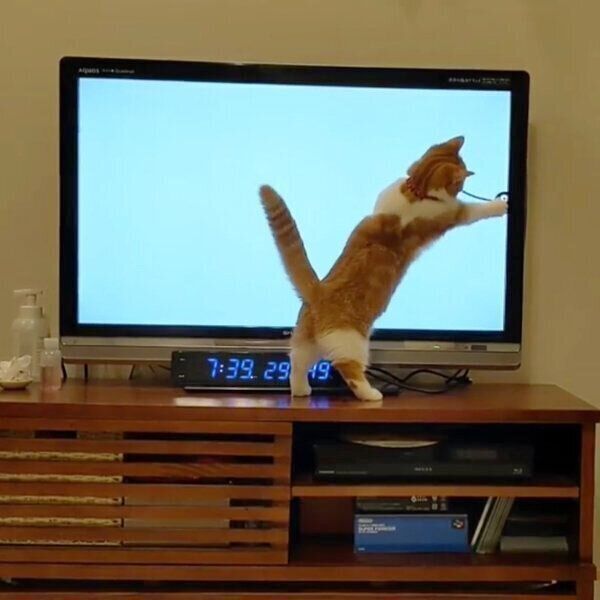 テレビ画面に映るエモノを追いかけるむぎちゃん