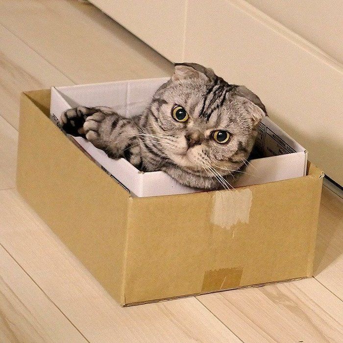 @tacos_cat