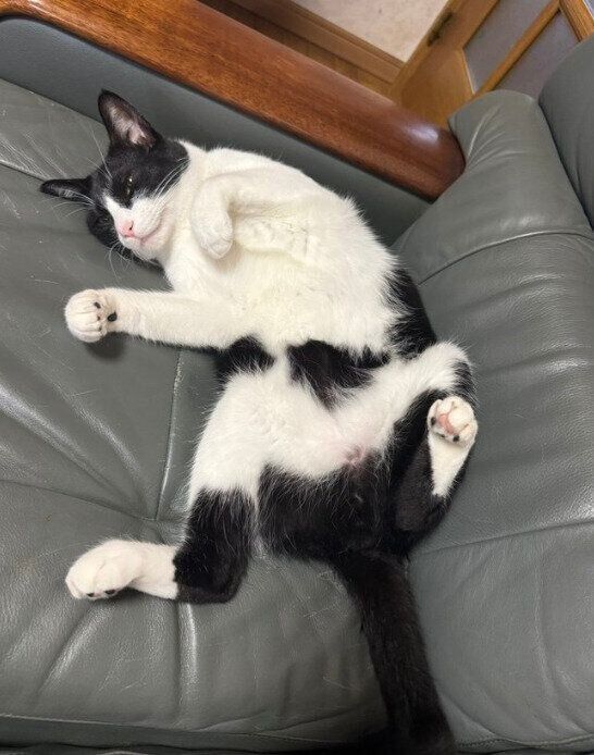 ソファーでくつろいでいる猫