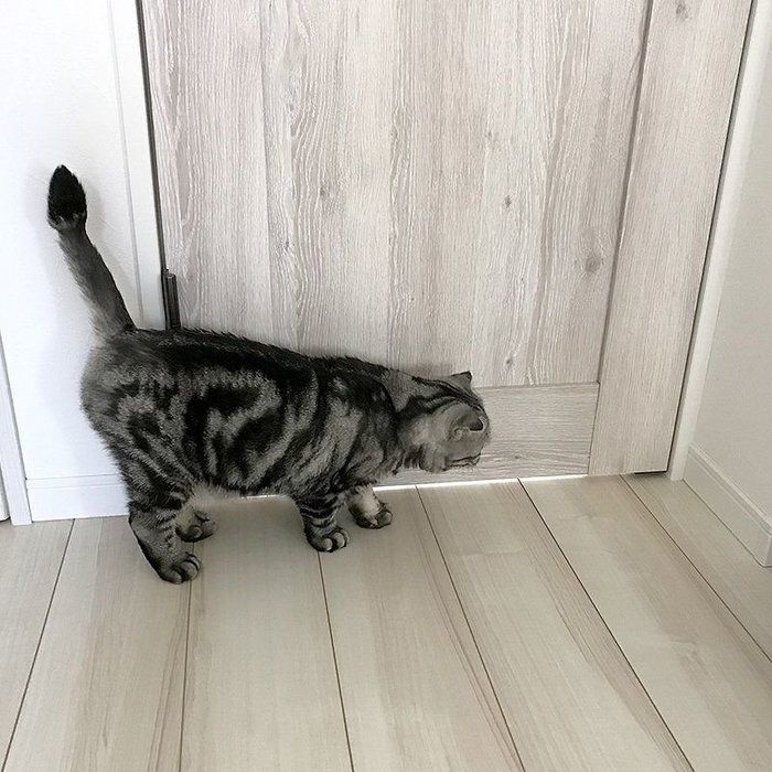 @tacos_cat