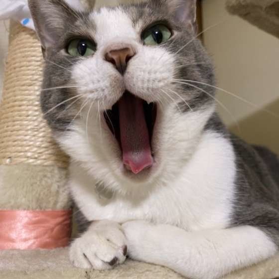 口を開ける猫