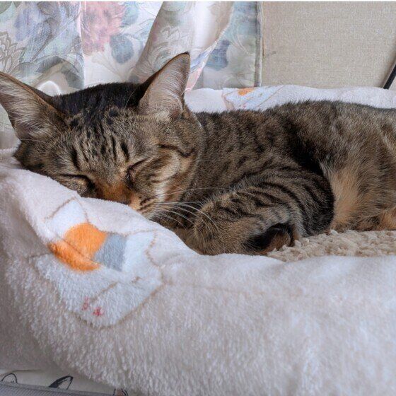 猫ベッドで眠るキジトラ猫