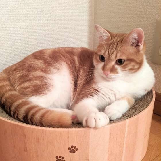 みるくちゃん