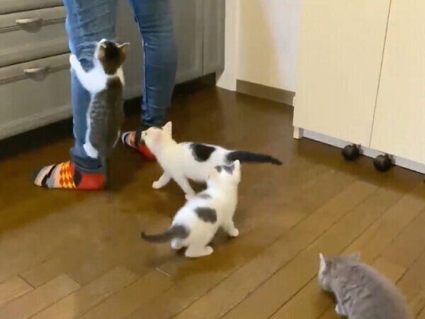 ごはんが待てない子猫たち