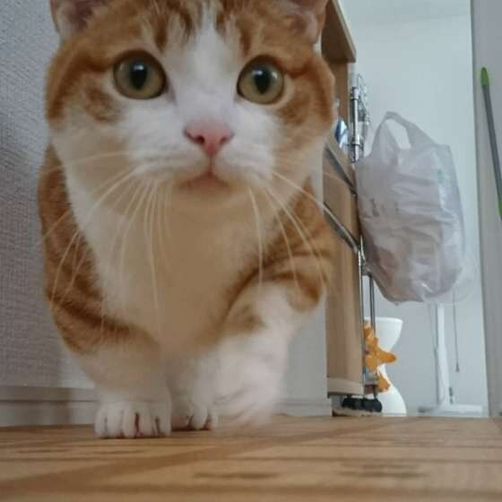 トコトコあるくマンチカン