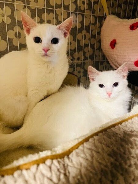 お迎え当日の2匹の猫