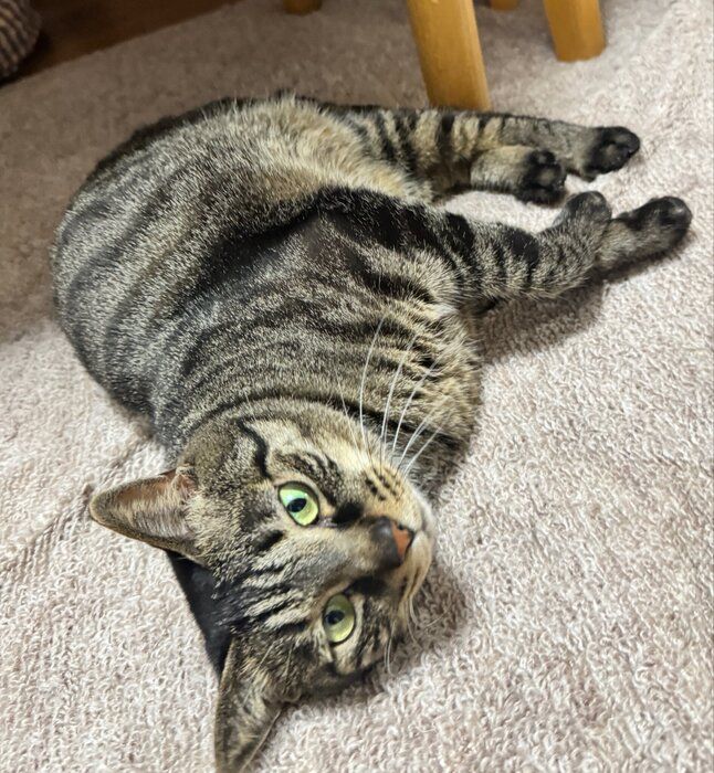 くつろいでいる猫