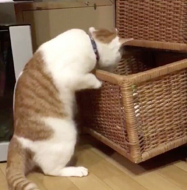 引き出しを開けるちゃろくん