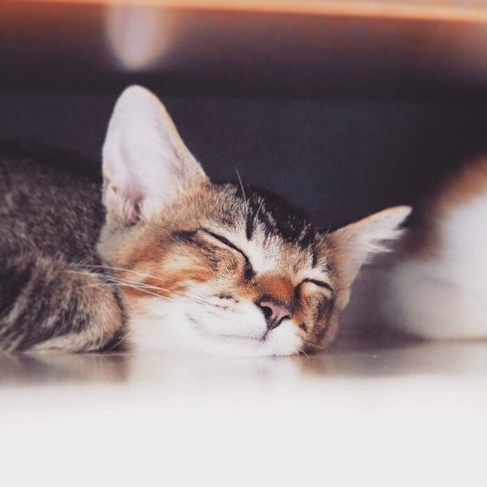 眠っている推定生後5カ月の子猫
