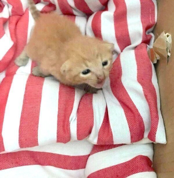 保護当時のトロくん