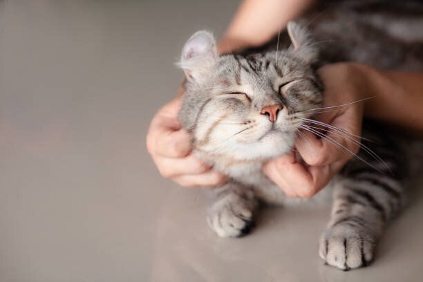 女性が手のグリップでなでるハッピーキャットラブリー快適な眠り。動物のコンセプトを愛する。