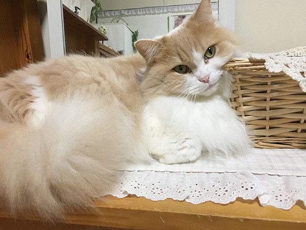 見つめる猫