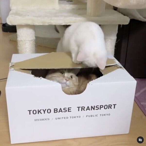 プースケくんからされるがままのマルコちゃん