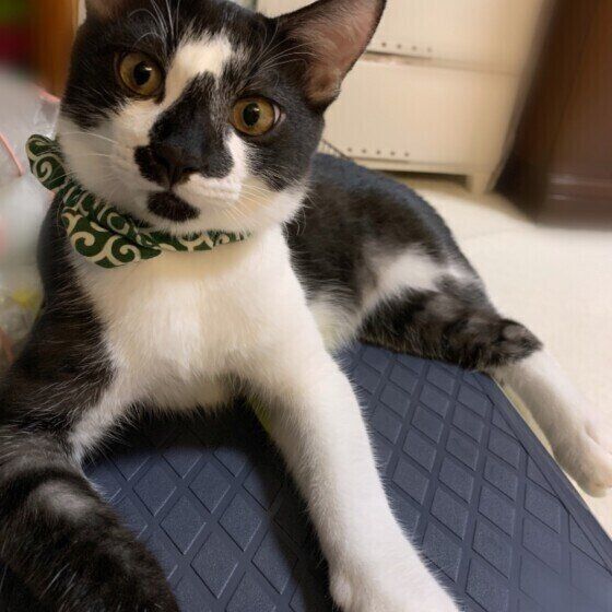 見つめるMix猫