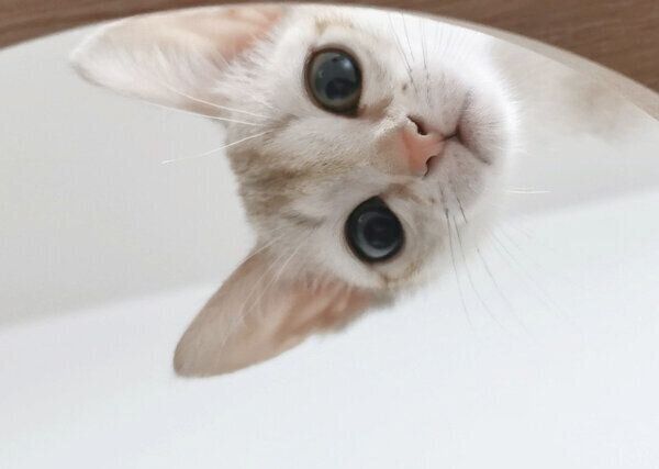 見つめるルルちゃん