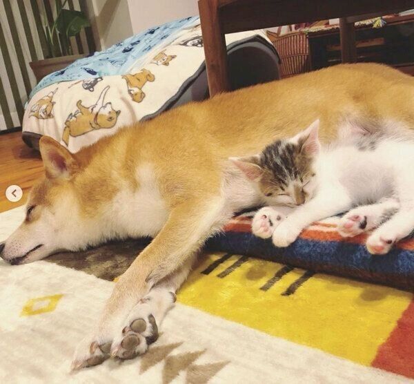 仲良く眠るちくわくんとリンタローくん