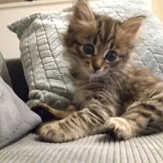 キジトラのぽぽちゃん