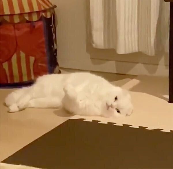 ぼーっとするむくちゃん