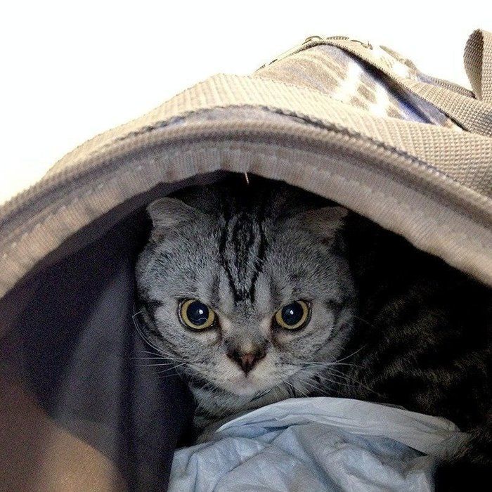 @tacos_cat