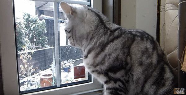 雪を見る猫