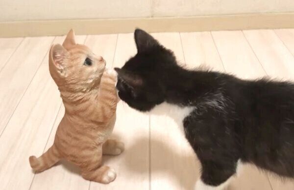 子猫の置物のニオイを嗅ぐむーくん