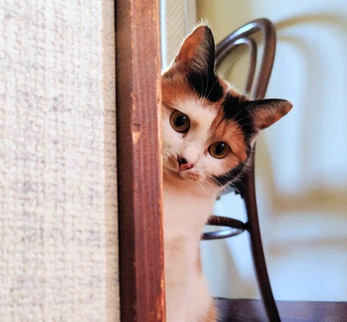 ひょっこりするメイちゃん