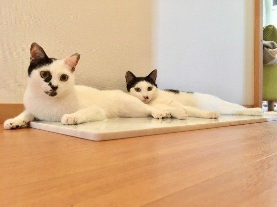 揃ってくつろぐ猫たち