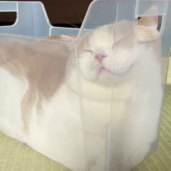 スリムなプラケースでくつろぐてんぷらくん