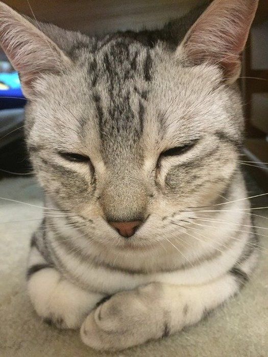 香箱3
