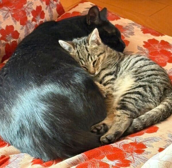 サラミくんにくっつくラムちゃん