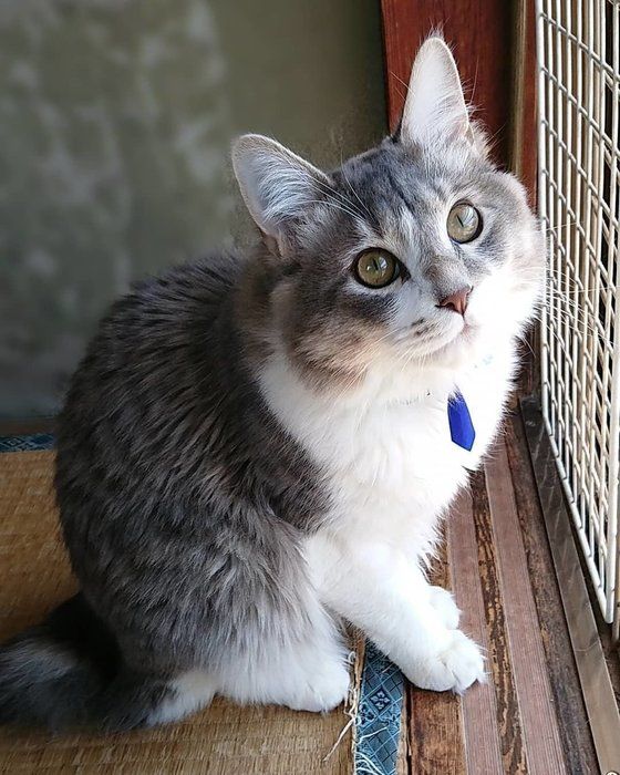 窓辺のグレーシロ