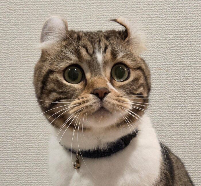 見つめるるちくん