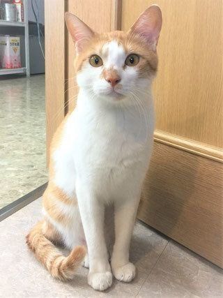 タマスケの素顔