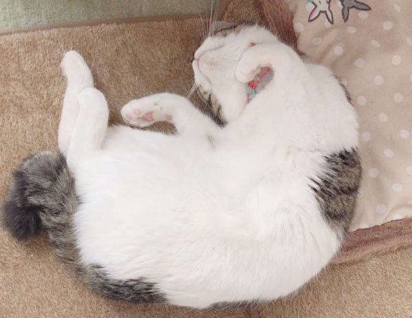 眠る猫