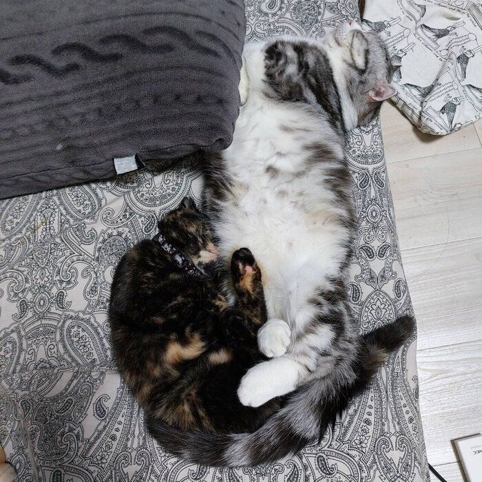 くっついて寝るうなぎちゃん、まるくん