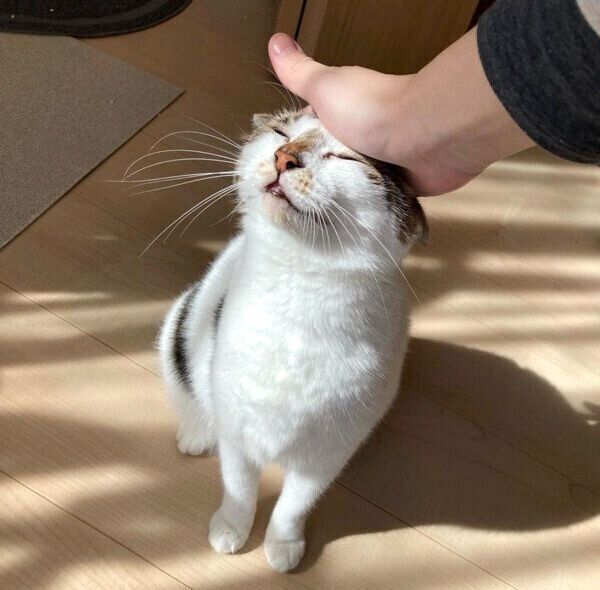 撫でられるあずきちゃん