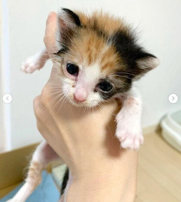 猫風邪だったときのめんまちゃん