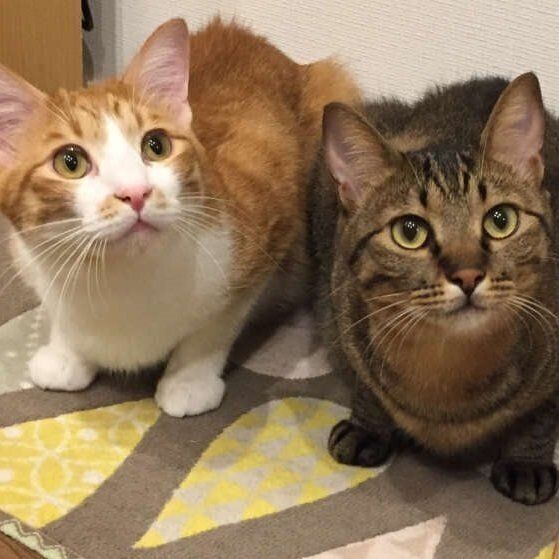2匹の写真