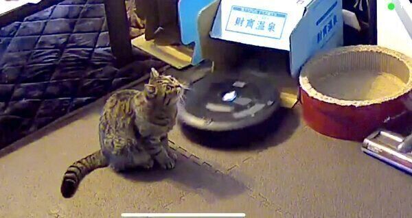 上を見つめるジルちゃん