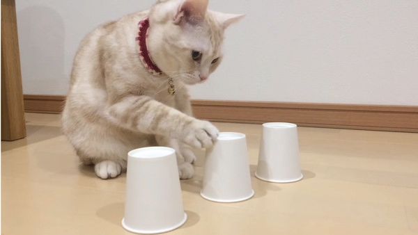 おやつどこ?