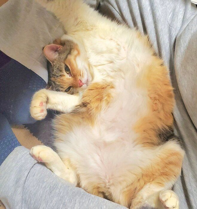 大胆なヘソ天をするまといちゃん。