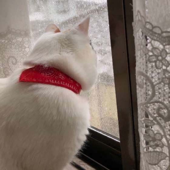 雨の日に外の様子が気になる三毛猫