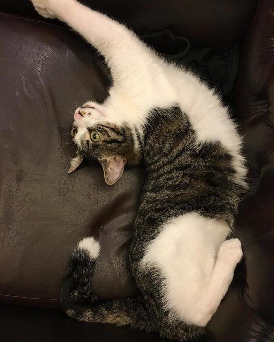 キジしろのカギしっぽ猫