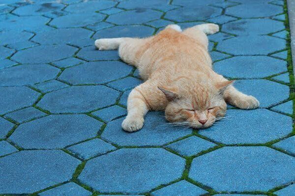 床で寝る猫