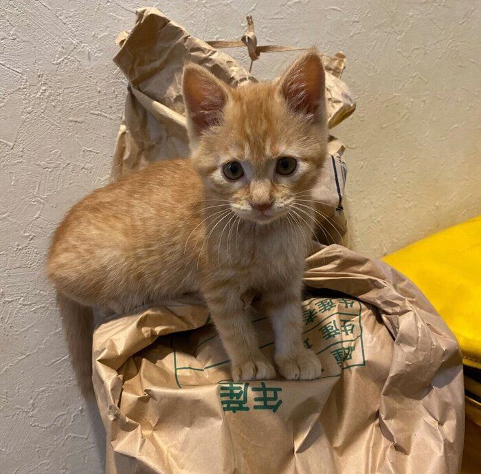 子猫時代のつぶちゃん