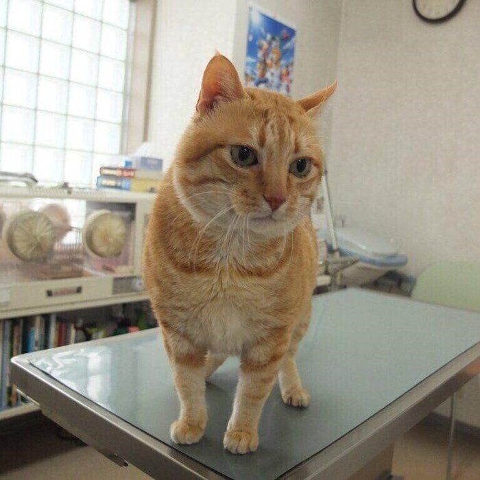 写真提供/小笠原猫プロジェクト