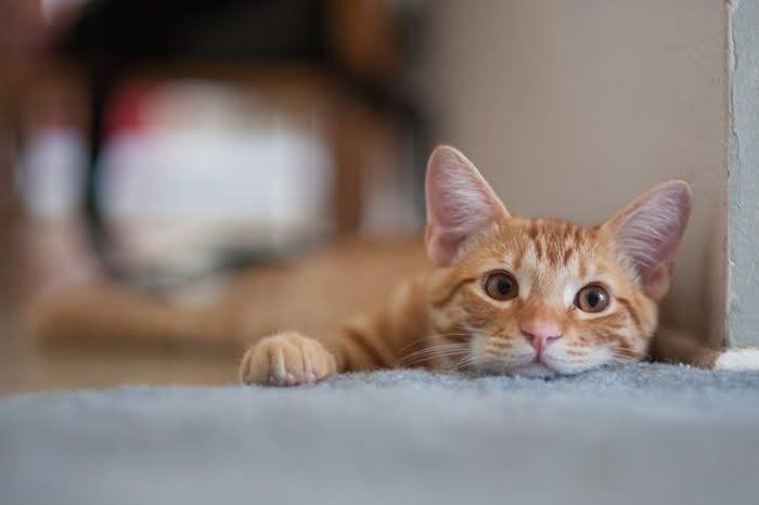 伏せている猫